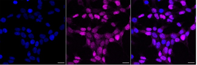 SLBP Antibody in Immunocytochemistry (ICC/IF)
