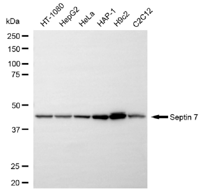 Septin-7 Antibody in Western Blot (WB)