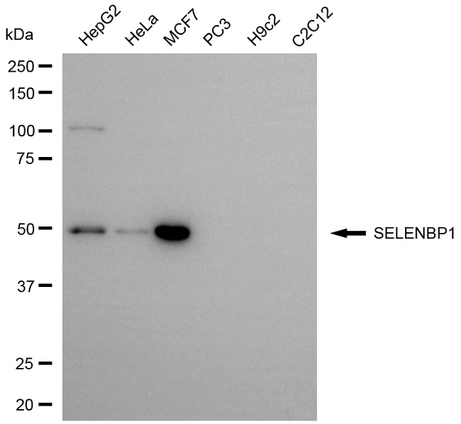 SELENBP1 Antibody in Western Blot (WB)