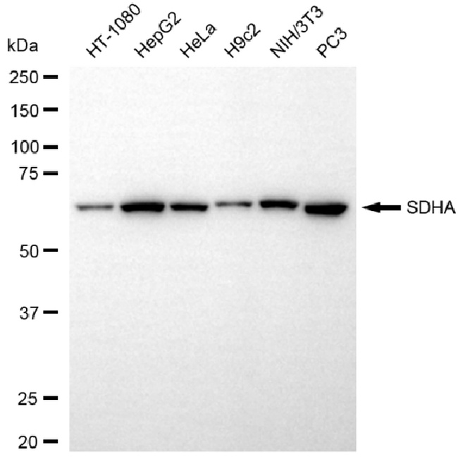 SDHA Antibody in Western Blot (WB)