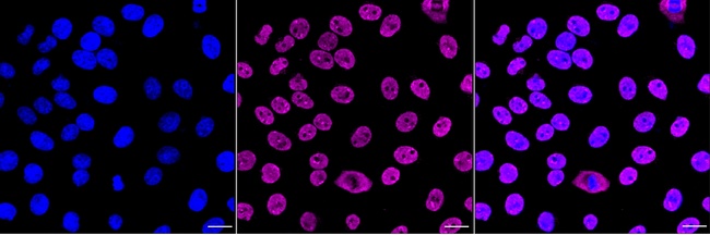SAM68 Antibody in Immunocytochemistry (ICC/IF)