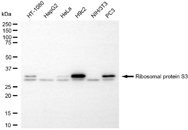 RPS3 Antibody in Western Blot (WB)