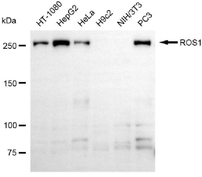 ROS1 Antibody in Western Blot (WB)