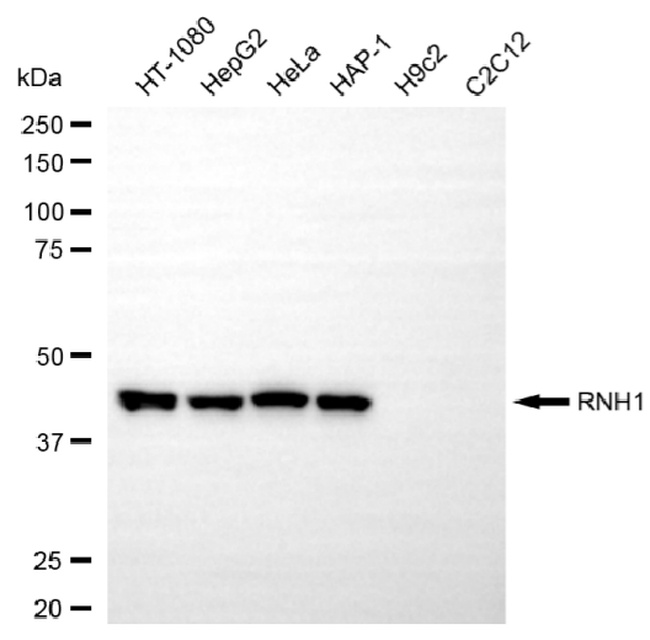 RNH1 Antibody in Western Blot (WB)