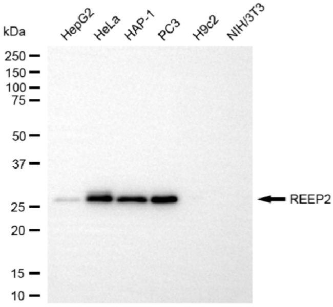 REEP2 Antibody in Western Blot (WB)
