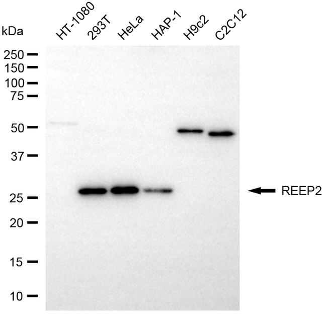 REEP2 Antibody in Western Blot (WB)