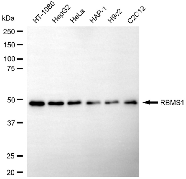 RBMS1 Antibody in Western Blot (WB)