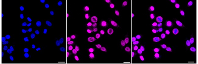 RACK1 Antibody in Immunocytochemistry (ICC/IF)