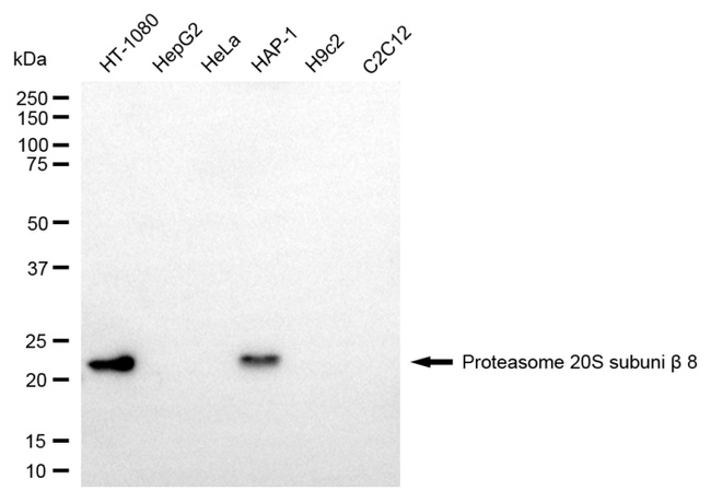 PSMB8 Antibody in Western Blot (WB)