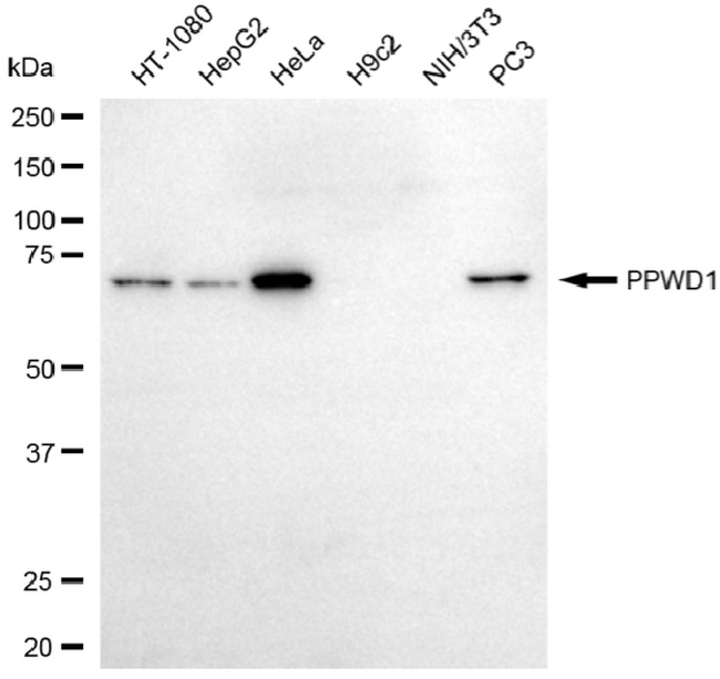 PPWD1 Antibody in Western Blot (WB)
