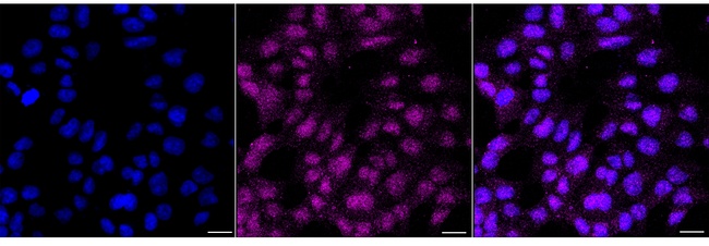 PPP4C Antibody in Immunocytochemistry (ICC/IF)