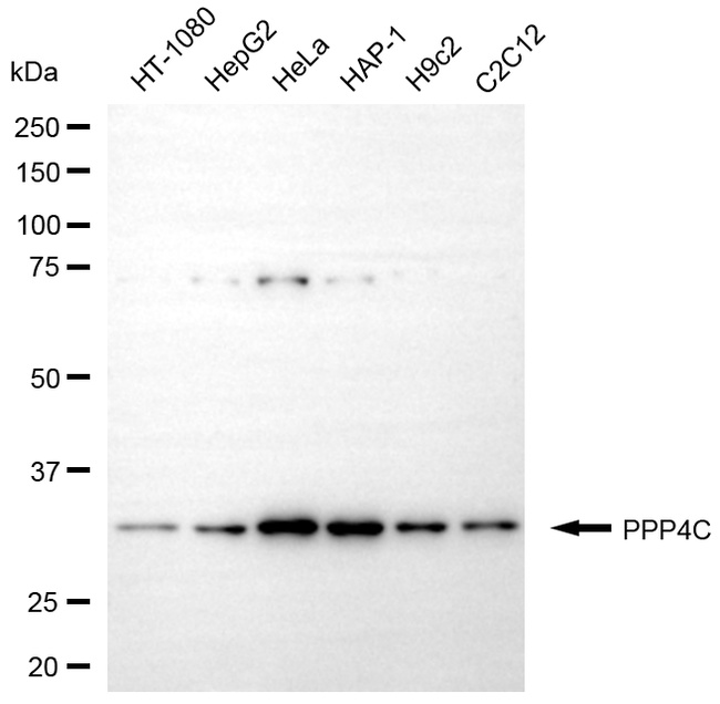PPP4C Antibody in Western Blot (WB)