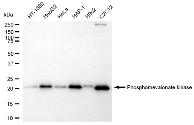 PMVK Antibody in Western Blot (WB)
