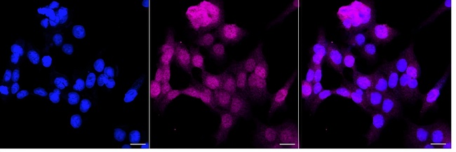 Pirh2 Antibody in Immunocytochemistry (ICC/IF)