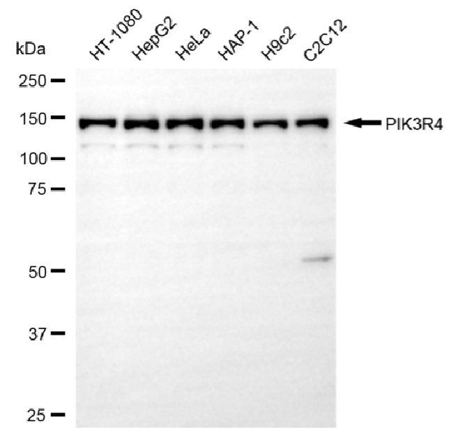 PIK3R4 Antibody in Western Blot (WB)