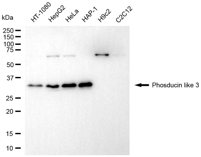 PDCL3 Antibody in Western Blot (WB)