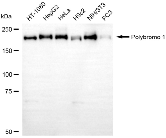 PBRM1 Antibody in Western Blot (WB)
