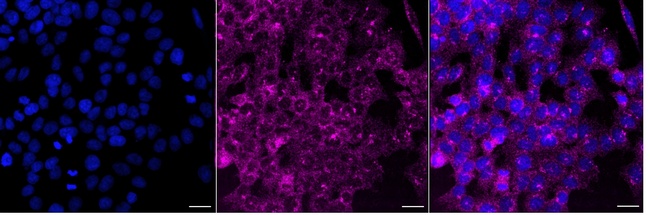 PASK Antibody in Immunocytochemistry (ICC/IF)