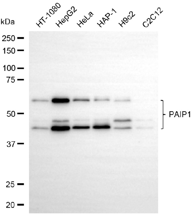 PAIP1 Antibody in Western Blot (WB)