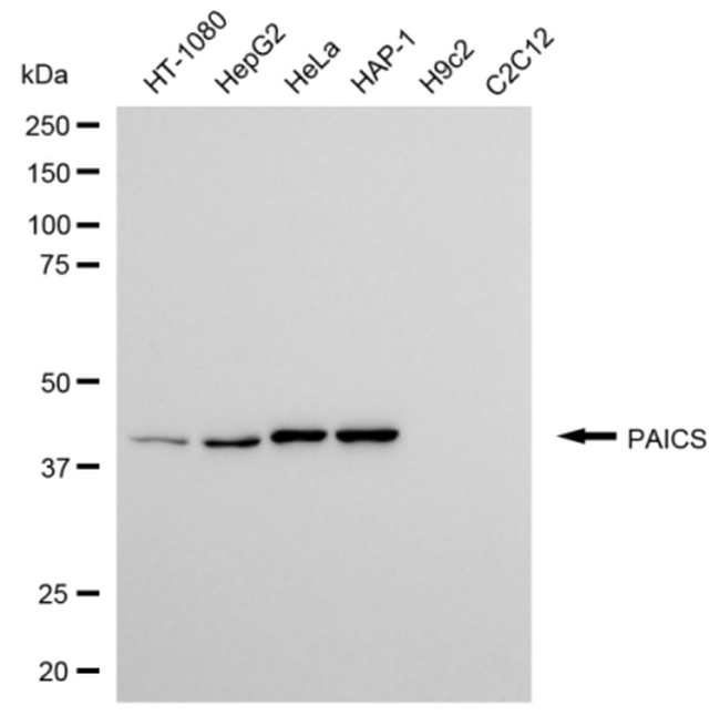 PAICS Antibody in Western Blot (WB)