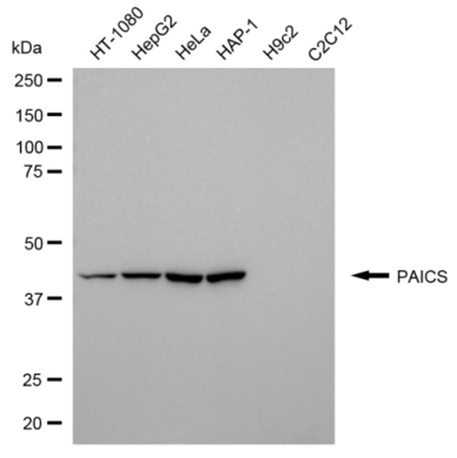 PAICS Antibody in Western Blot (WB)
