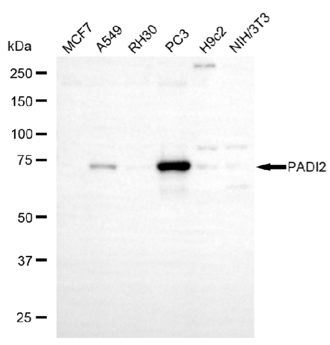 PADI2 Antibody in Western Blot (WB)