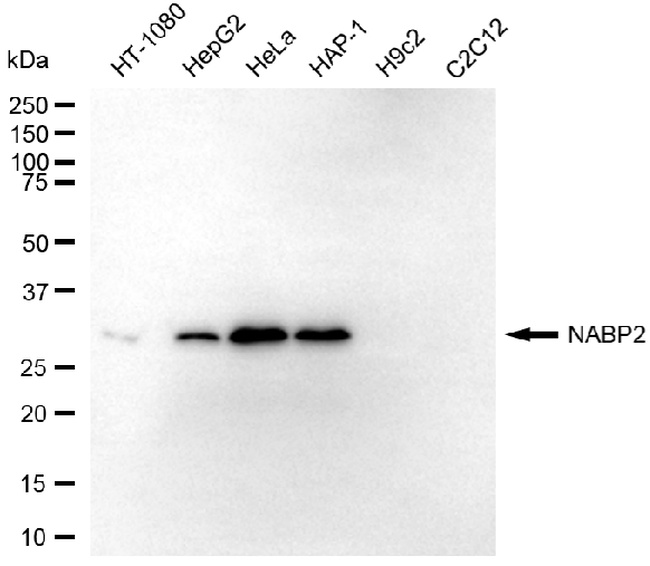 OBFC2B Antibody in Western Blot (WB)