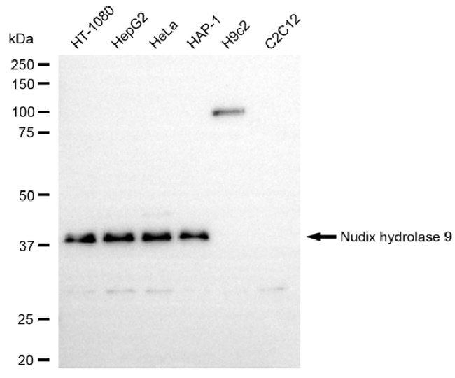 NUDT9 Antibody in Western Blot (WB)