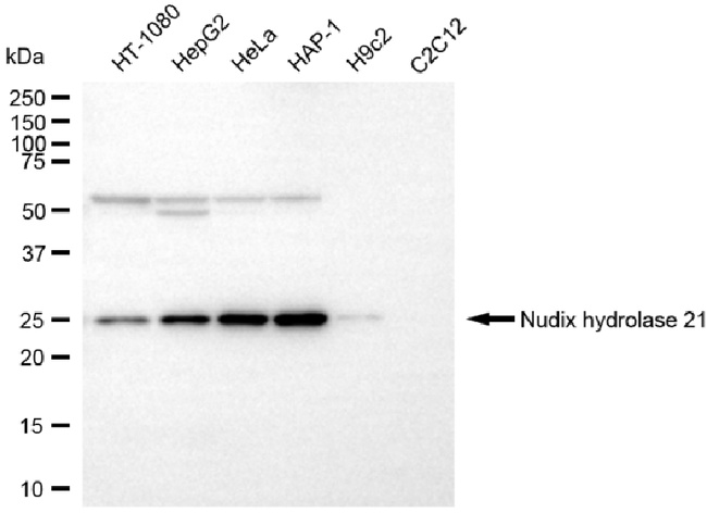 NUDT21 Antibody in Western Blot (WB)