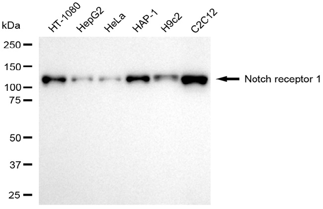 NOTCH1 Antibody in Western Blot (WB)