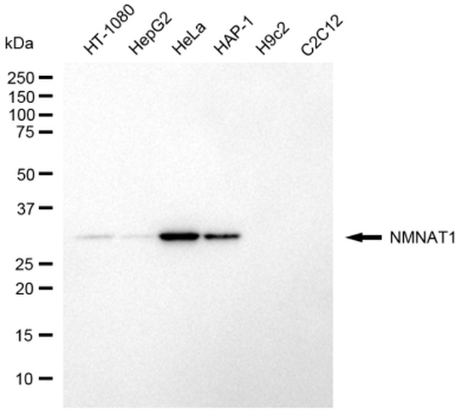 NMNAT1 Antibody in Western Blot (WB)