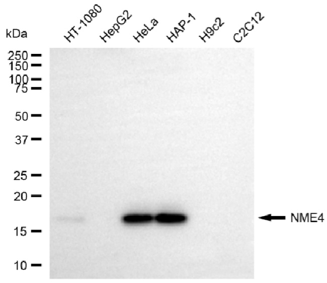 NME4 Antibody in Western Blot (WB)
