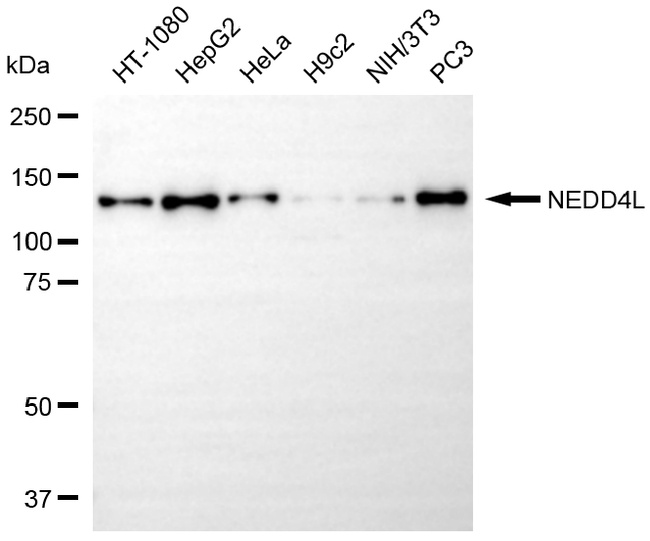 NEDD4L Antibody in Western Blot (WB)
