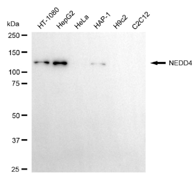NEDD4 Antibody in Western Blot (WB)