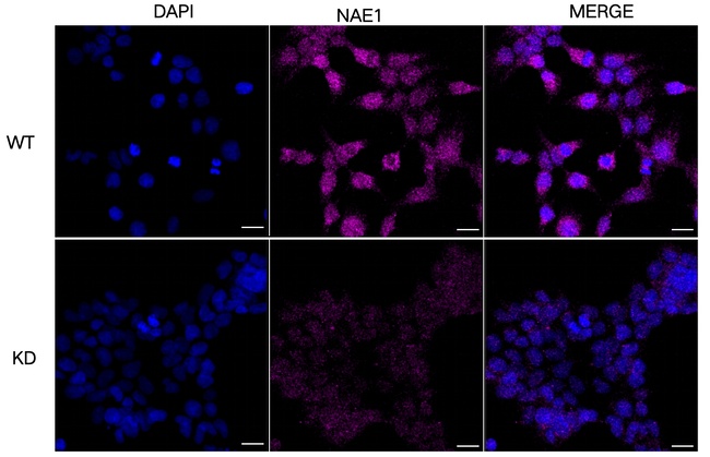 NAE1 Antibody in Immunocytochemistry (ICC/IF)