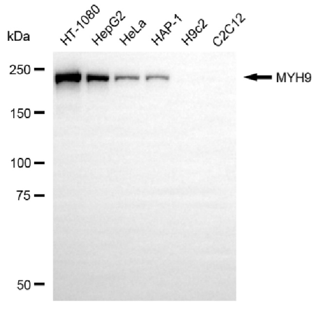 MYH9 Antibody in Western Blot (WB)