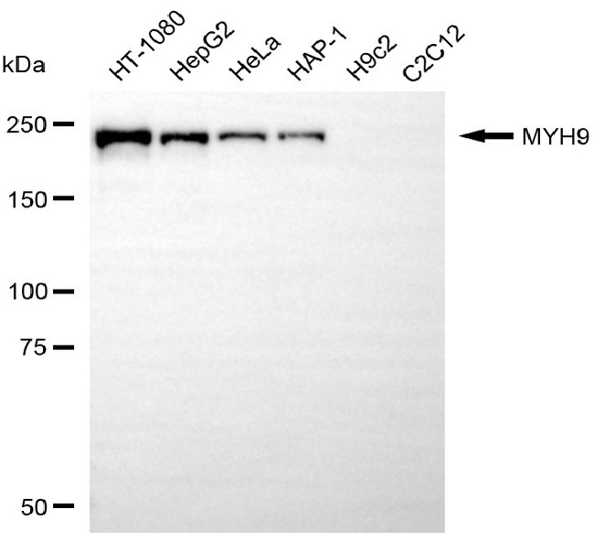 MYH9 Antibody in Western Blot (WB)