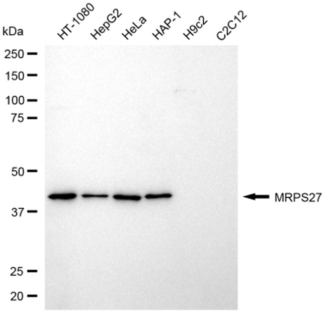 MRPS27 Antibody in Western Blot (WB)