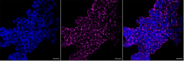 MRPS26 Antibody in Immunocytochemistry (ICC/IF)