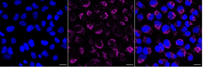 MRPS18B Antibody in Immunocytochemistry (ICC/IF)
