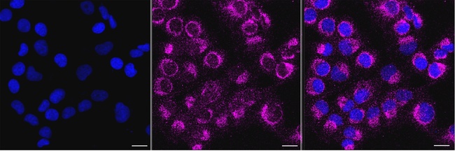 MRPL11 Antibody in Immunocytochemistry (ICC/IF)
