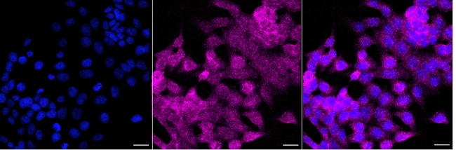 MRI1 Antibody in Immunocytochemistry (ICC/IF)