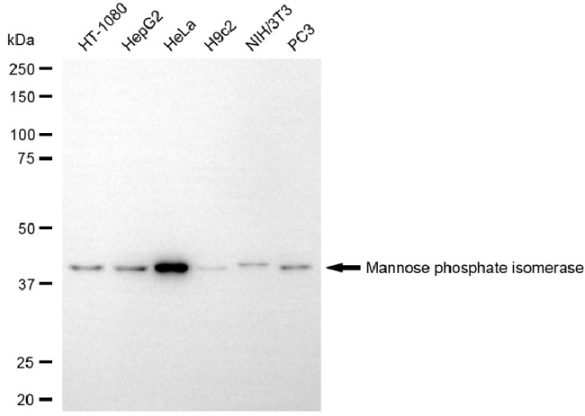 MPI Antibody in Western Blot (WB)