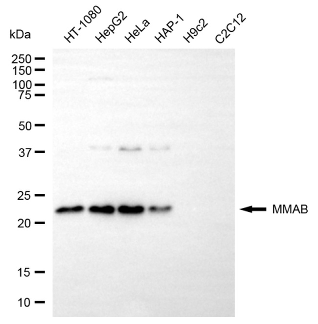 MMAB Antibody in Western Blot (WB)
