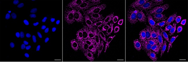 Mitofilin Antibody in Immunocytochemistry (ICC/IF)