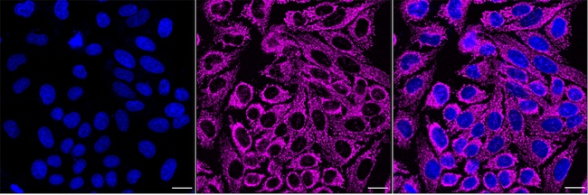 Mitofilin Antibody in Immunocytochemistry (ICC/IF)
