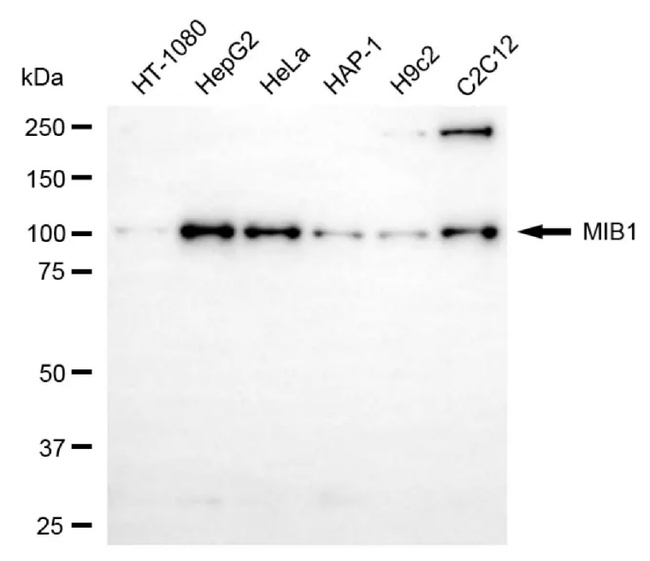 MIB1 Antibody in Western Blot (WB)
