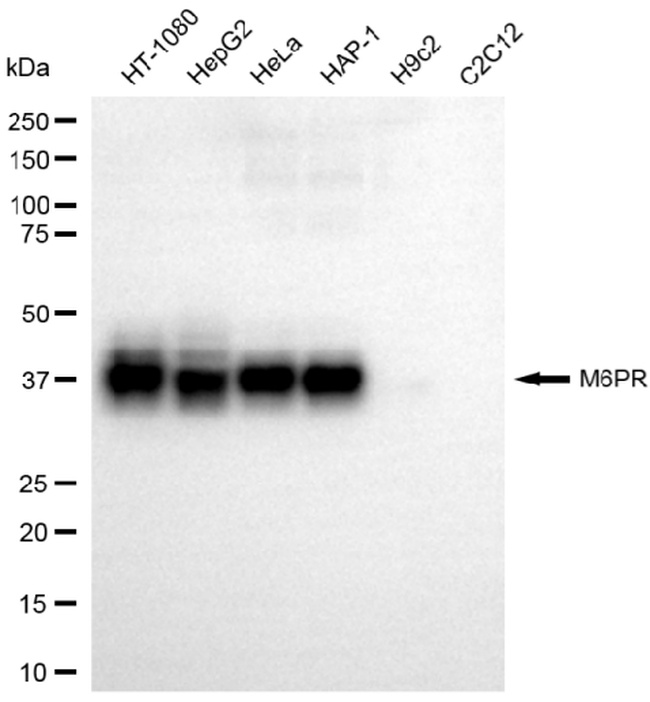 M6PR Antibody in Western Blot (WB)