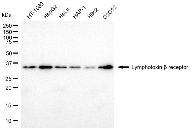 LTBR Antibody in Western Blot (WB)
