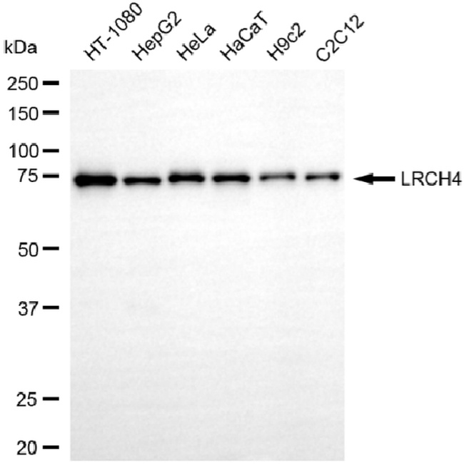 LRCH4 Antibody in Western Blot (WB)